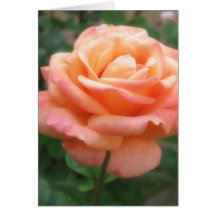 Pink Peach Rose 2 Greeting Card