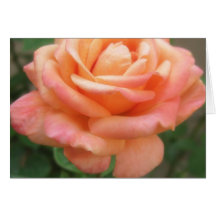 Pink Peach Rose Greeting Cards