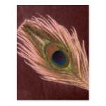 Pink Peacock Feather D Postcard
