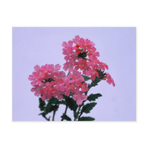 Pink Penta postcards by roimim Pink Penta postcards