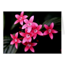 Pink Pentas Card cards