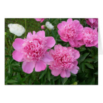 Pink Peonies Card by bkang22 Pink Peonies Card