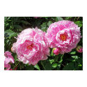 Pink Peonies In the Garden posters