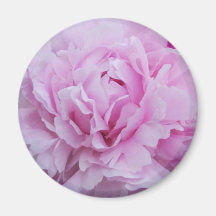 Pink Peonies / Peony Magnets