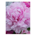 Pink Peonies / Peony Postcard