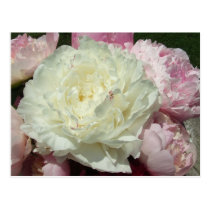 Pink Peonies / Pink Peony Postcard postcards