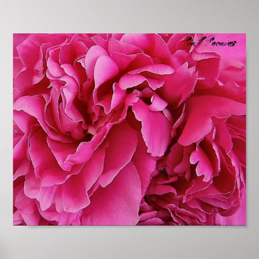 Peony Posters, Peony Prints, Art Prints, & Poster Designs Zazzle