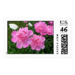 postage, stamp, pink peony, peonies stamp, peony,