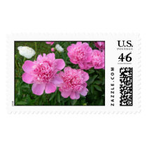 Pink Peonies stamp by bkang22 Pink Peonies stamp