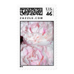 peony, peonies, flower