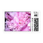 Pink Peony 3 Stamp
