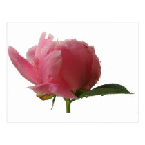 Pink Peony Blossom postcards
