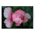 Pink Peony Bud cards by kneimeier Pink Peony Bud cards