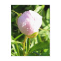 PINK PEONY BUD postcards by dequilla PINK PEONY BUD postcards