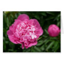 Pink Peony cards