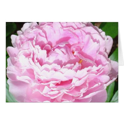 Pink Peony Greeting Card by carayara