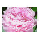 Pink Peony cards by carayara Pink Peony cards