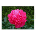 Pink Peony Card