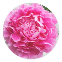 Pink Peony Cincinatti Round Sticker Peonies stickers
