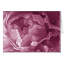 Pink Peony Closeup