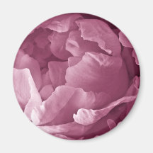 Pink Peony Closeup Fridge Magnets
