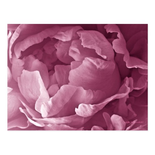 Pink Peony Closeup Post Card