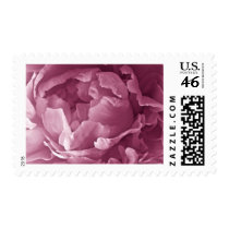Pink Peony Closeup Stamps