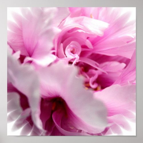 Pink Peony Flower Print print