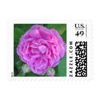 Pink Peony Flower Stamp