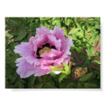 peony, peonies, paeonia, tree peonies, floral