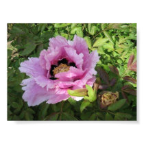 Pink Peony (Paeonia Rockii) posters