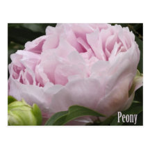 Pink Peony Photograph Postcards