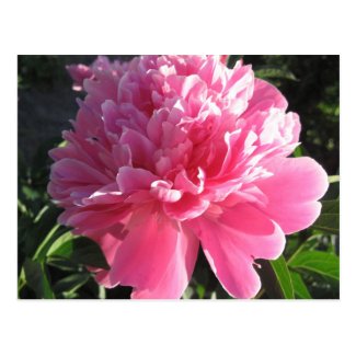 Pink Peony Post Cards