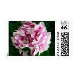 Pink Peony Postage Stamps