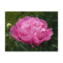 Pink Peony postcards by bkang22 Pink Peony postcards