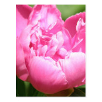 Pink Peony Postcard postcards