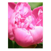 Pink Peony Postcard
