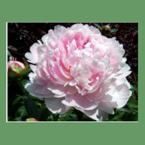 Pink Peony Postcard postcards