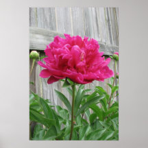 Pink Peony Posters