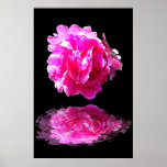 Pink Peony Poster