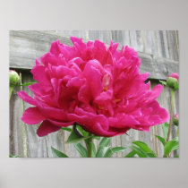 Pink Peony Print