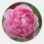 Pink Peony | Rosa Pfingstrose Round Stickers