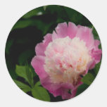 Pink Peony | Rosa Pfingstrose Sticker