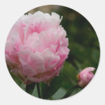 Pink Peony | Rosa Pfingstrose Sticker