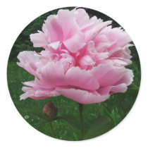 Pink Peony Round Stickers stickers