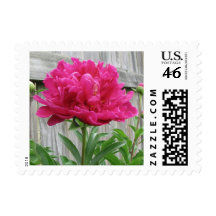 Pink Peony Stamps
