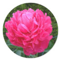 Pink Peony Sticker