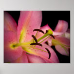 Pink Perfection Lily Print