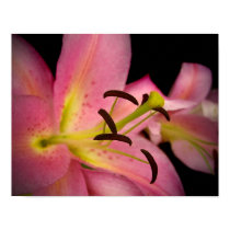 Pink Perfection Lily posters