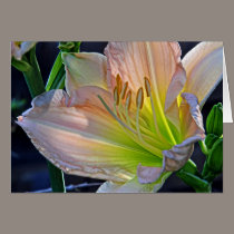 Pink Petaled Day Lily cards